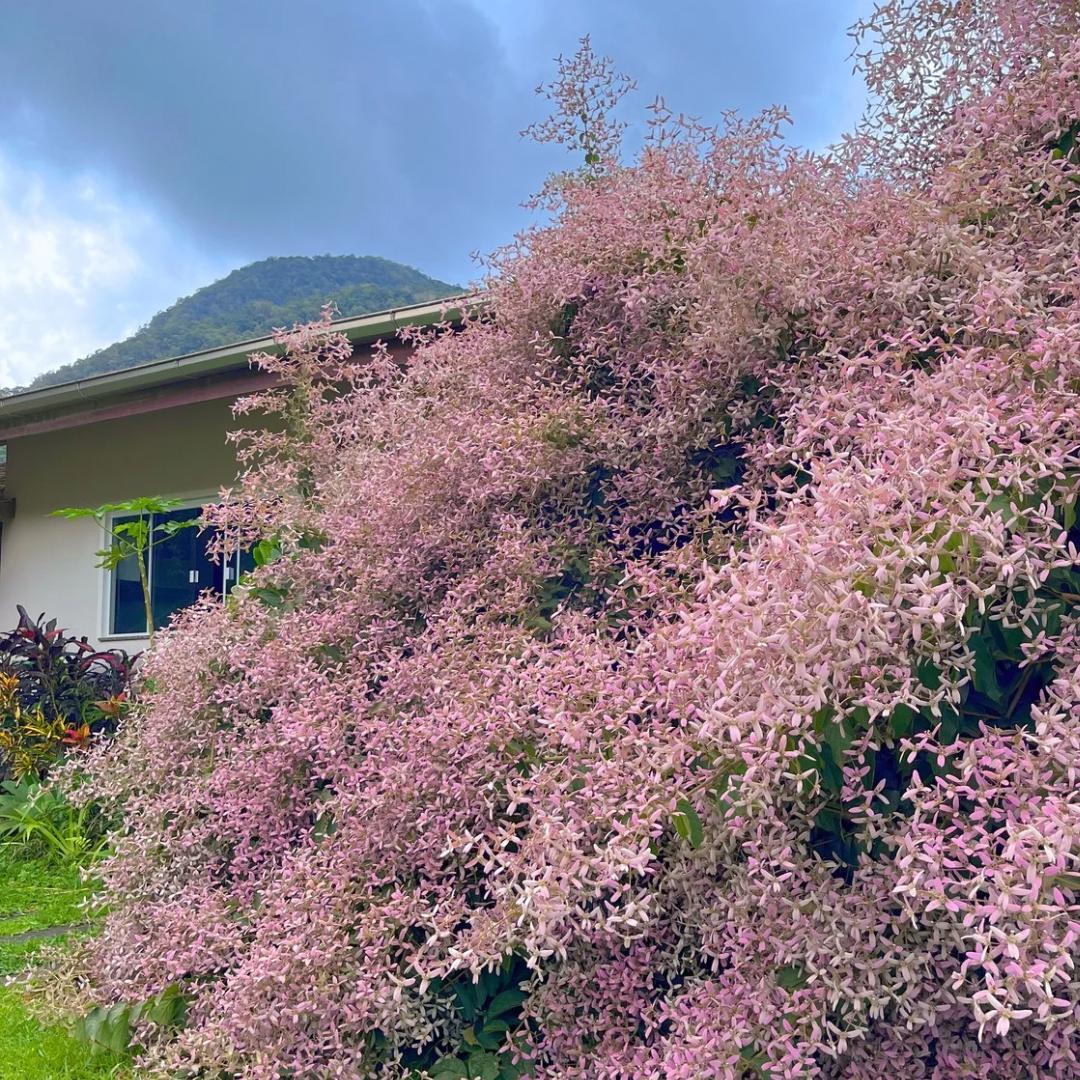 Primavera em Santa Catarina