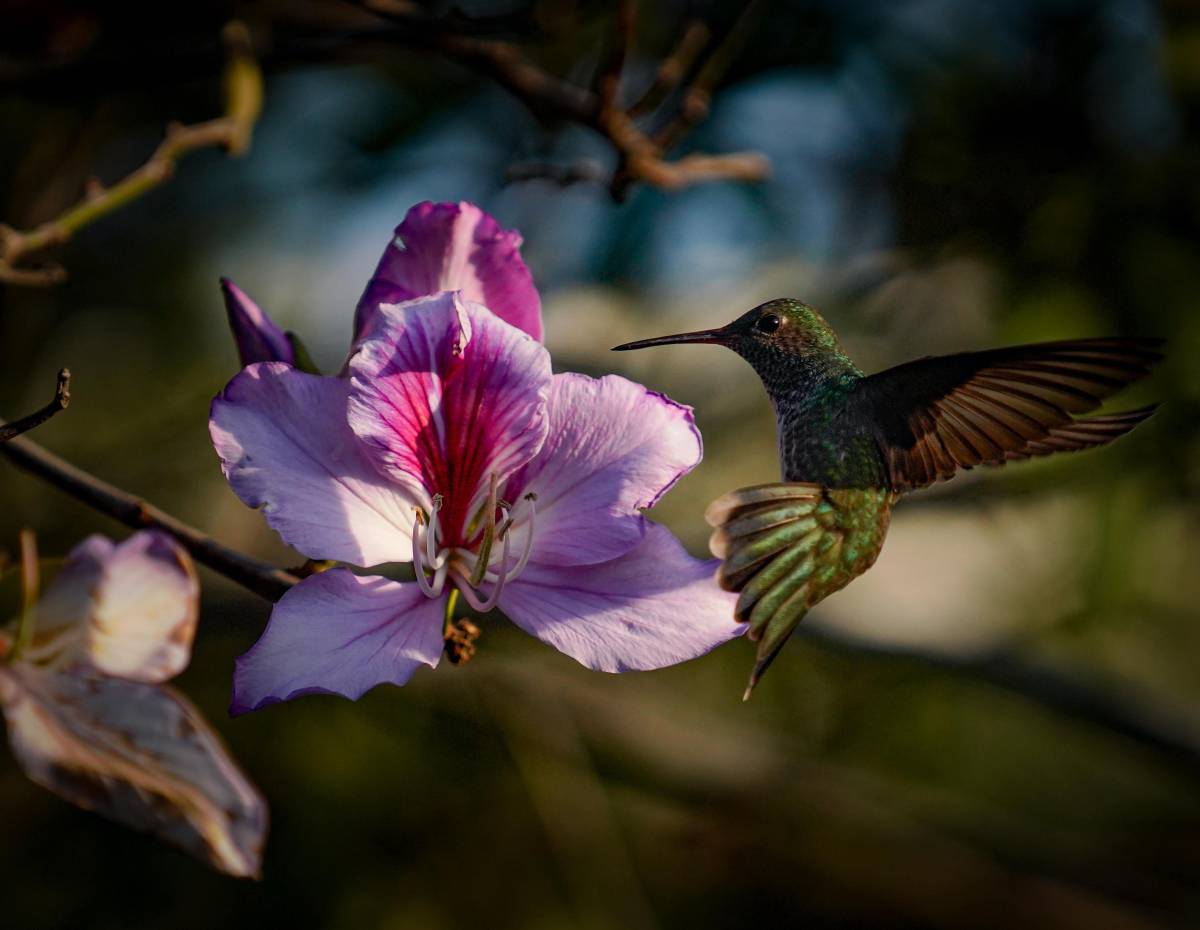 Dia da Natureza e o Dia Mundial dos Animais